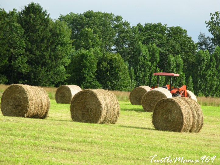 Six Haystacks and a Tractor