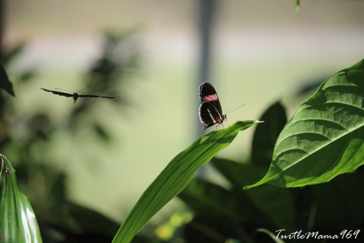 From the Life & Science Museum in North Carolina